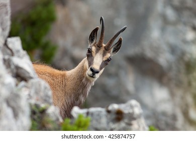 Chamois