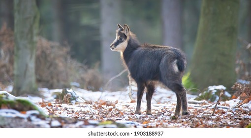 Chamois High Res Stock Images Shutterstock