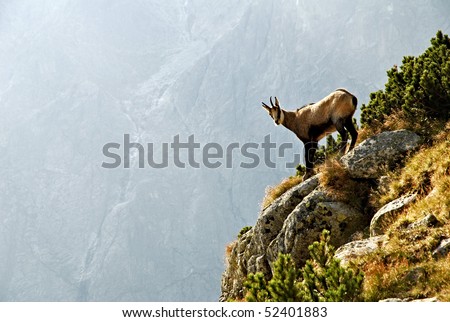A chamois in the High Tatras National Park - Slovakia