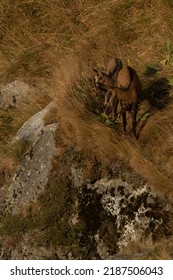 Chamois In The High Vosges