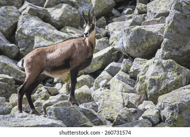 Chamois in the national park, up a steep hill, into the wild blue yonder,  - Shutterstock ID 260731574