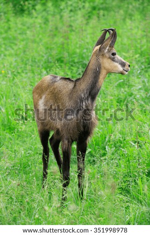 Similar – Image, Stock Photo fawn Nature Grass Meadow