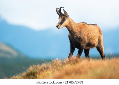 Chamois (Rupicapra rupicapra) beautiful species of goat standing on top of the mountain. Portrait of chamois stand on mountain meadow. Beautiful evening lights. Soft blue background consist of clouds. - Powered by Shutterstock