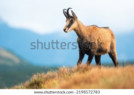 Chamois (Rupicapra rupicapra) beautiful species of goat standing on top of the mountain. Portrait of chamois stand on mountain meadow. Beautiful evening lights. Soft blue background consist of clouds.