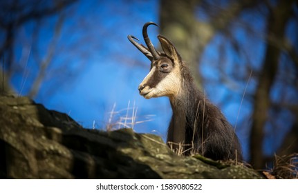 Chamois High Res Stock Images Shutterstock