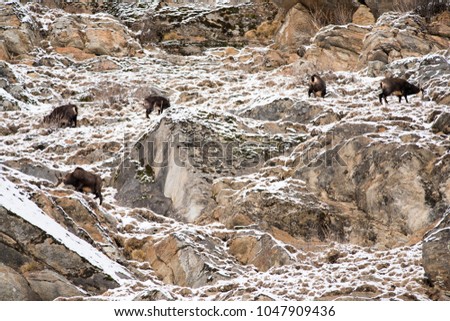 Chamois (Rupicapra rupicapra) winter, snow, alps, mountain, wildlife. Gran Paradiso National Park, Italy.