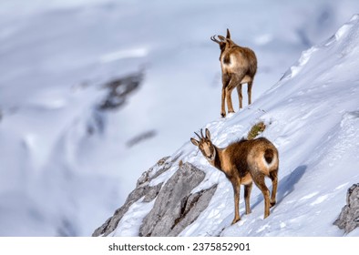 Chamois in the snow on the peaks of the National Park Picos de Europa in Spain. Rebeco,Rupicapra rupicapra. - Powered by Shutterstock