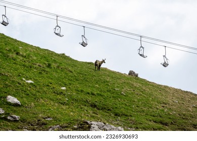 Chamois under a cable car in the Bavarian Alps