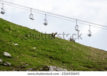Chamois under a cable car in the Bavarian Alps
