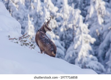 chamois wild goat in the winter landscape. Romania - Powered by Shutterstock