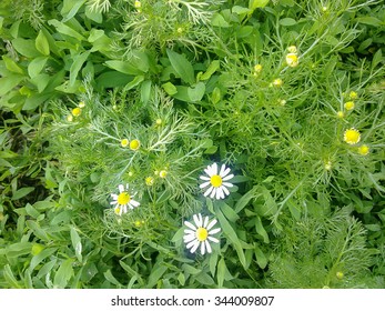 chamomile