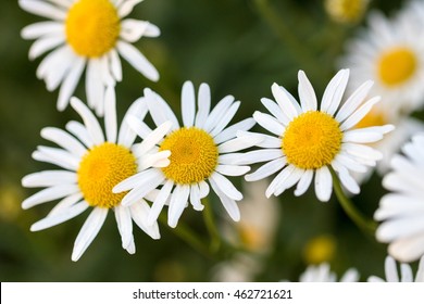 Chamomile Flowers Field Sun Ligh Chamomile Stock Photo 731056750 ...