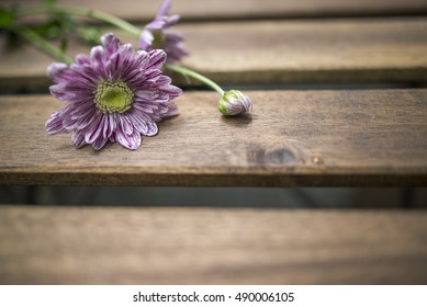 chamomile