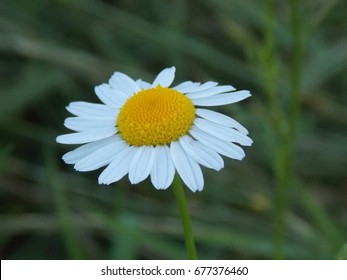 chamomile