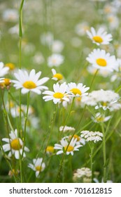 Chamomile