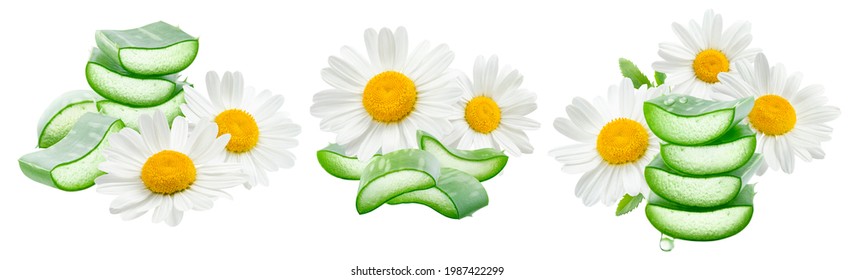 Chamomile and aloe vera set isolated on white background. Package design elements with clipping path