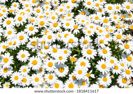 Similar – Image, Stock Photo Don’t kick us. Flower