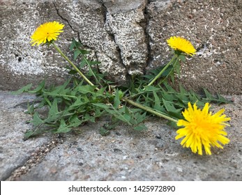 Chamomile Breaking Through A Crack In The Concrete. Green Plant Growing In The Concrete. The Concept Of Survival, Struggle And Breakthrough.