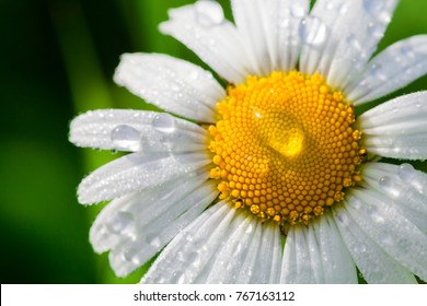 Chamomile or camomile flower with drops of water on the white petals after rain on the green background . Close-up. Macro.