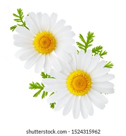 Chamomile or camomile flowers isolated on white background