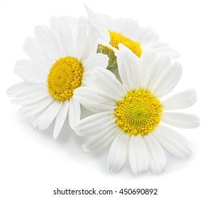 Chamomile or camomile flowers isolated on white background. - Shutterstock ID 450690892
