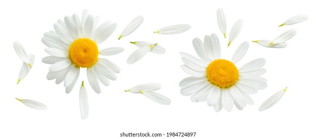 Chamomile or camomile set isolated on white background. Daisy flower. Top view. Package design element with clipping path