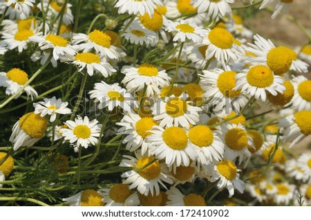 Chamomile - Chamaemelum nobile Group of White Daisy like flowers