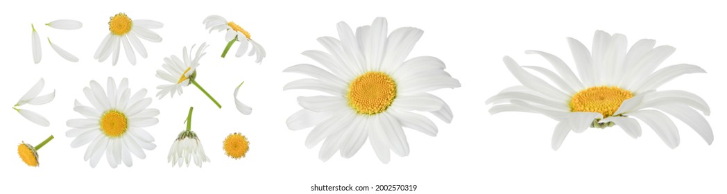 chamomile or daisies isolated on white background with full depth of field. Set or collection.