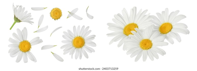 chamomile or daisies isolated on white background with  full depth of field. Set or collection. - Powered by Shutterstock