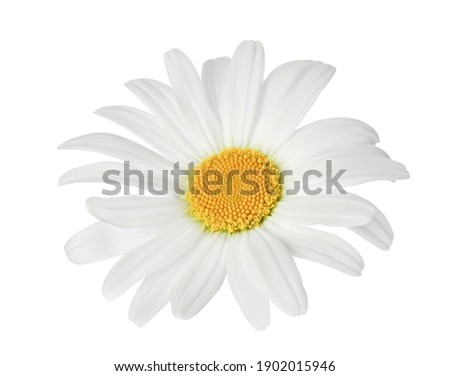chamomile or daisies isolated on white background with clipping path. Set or collection. ストックフォト © 