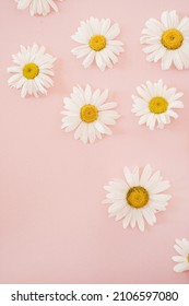 Chamomile daisy flower buds on pastel elegant pink background. Flat lay, top view minimal floral composition - Shutterstock ID 2106597080