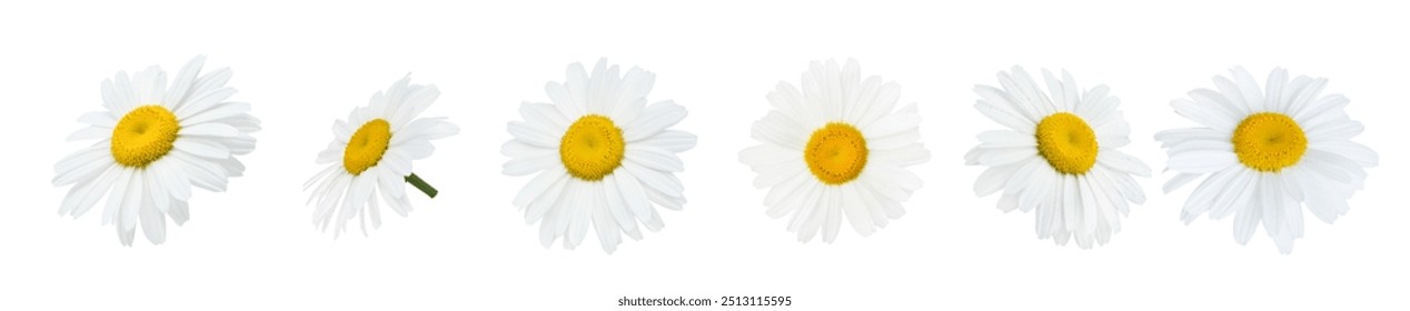 Chamomile or daisy flower close up isolated on white background with clipping path. Set of flying chamomile or daisy flower for design packaging or labels. Can be used for self design. - Powered by Shutterstock