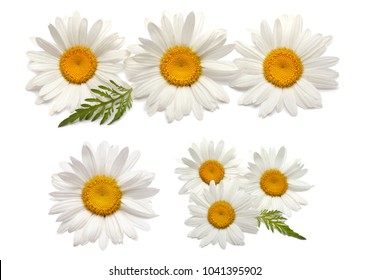 Set Watercolor Daisy Hand Painted Floral Stock Illustration 1313532872 ...