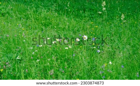 chamomile, daisy with white petals, fragrant meadow herbs, wildflowers, beautiful summer background, green banner, summertime concept, an old folk tradition to tell fortunes on chamomileм