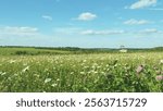 Chamomile Delicate White Flowers And Pink Clovers. Chamomile Flowers Field With Green Grass. Wild Chamomile And Clovers Flowers Growing On Meadow. European Meadows In Sunlight.