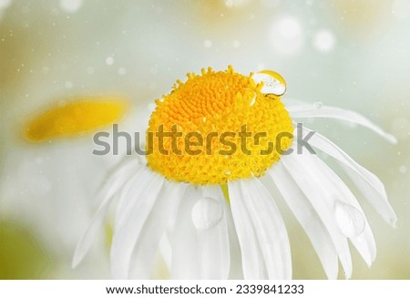 chamomile with dew drops on the petals close-up