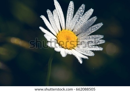 Similar – Image, Stock Photo silent Garden Nature Plant