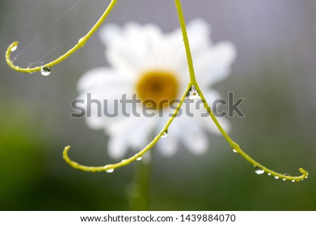 Similar – Image, Stock Photo silent Garden Nature Plant