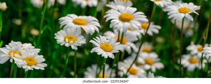 Chamomile with early dew in meadow. Close-up of wet white flower. - Powered by Shutterstock