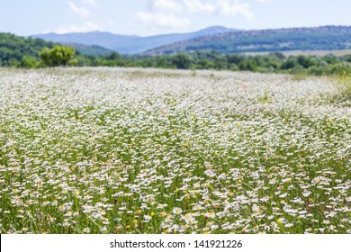 Chamomile Field