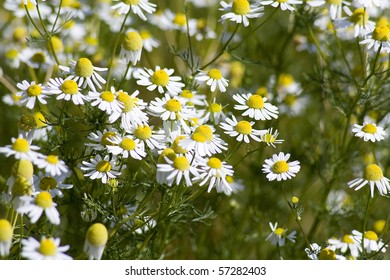 chamomile field