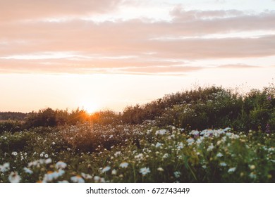  Chamomile Field