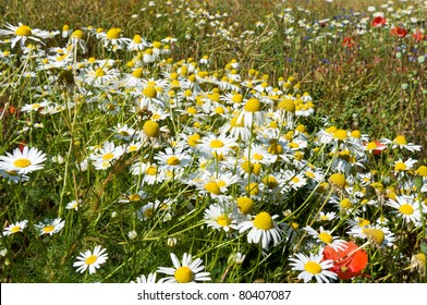 Chamomile field. Background.