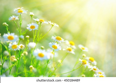 Chamomile field flowers border. Beautiful nature scene with blooming medical chamomilles in sun flare. Alternative medicine Spring Daisy. Summer flowers. Beautiful meadow. Summer background
