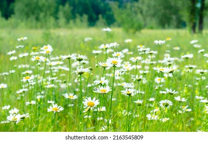 Chamomile Field. Lawn With Green Grass And White Wildflowers On Sunny Summer Day