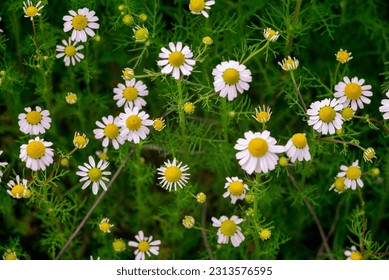 chamomile field macro  white flowers  background morning sun close up. Herbal medicine. Chamaemelum nobile Roman Alternative Spring Daisy. Beautiful meadow  herbal infusions beverages.