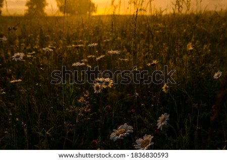 Similar – Image, Stock Photo Golden November