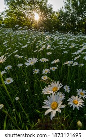 Сolorful chamomile fields in the sun	