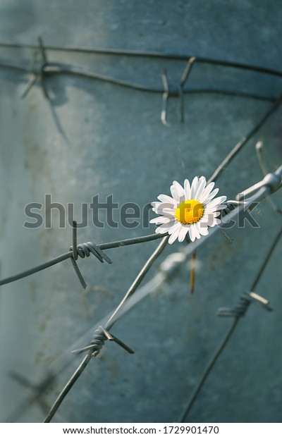 chamomile flower and barbed iron  wire, natural\
background. symbol of armistice during the war, prison, captivity,\
salvation. peace and hope concept. ecological problems, nature\
conceptual image