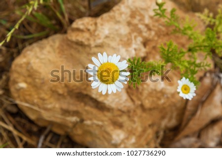 Chamomile flower, camomile, scented mayweed, Matricaria chamomilla Chamomile flower